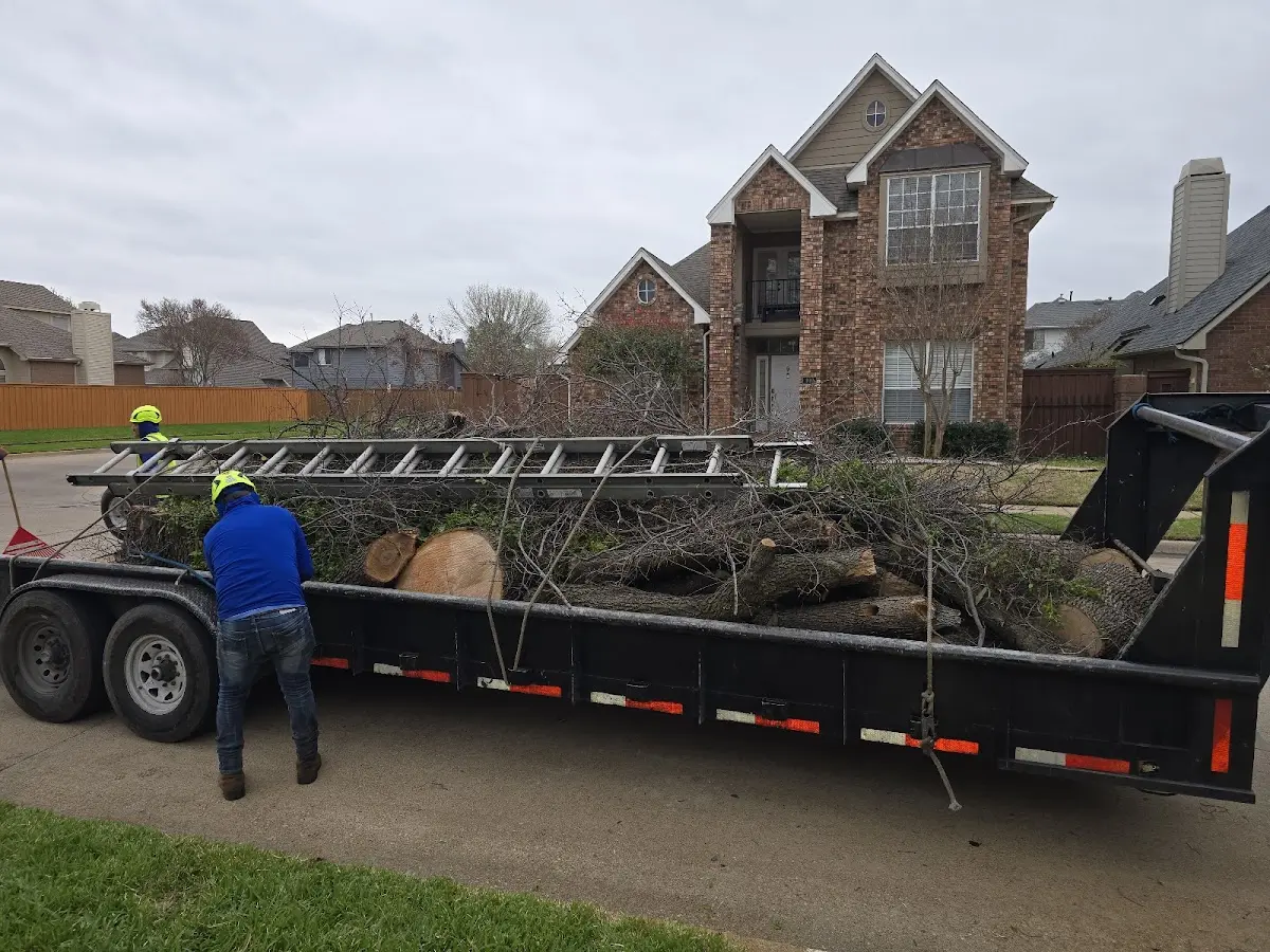 Expert Tree Pest Control with proper safety equipment in Townsend